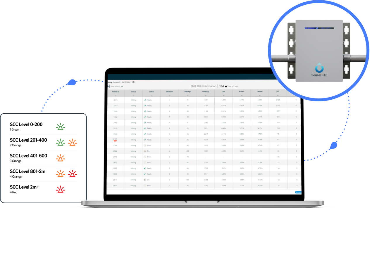 SenseHub Dairy Sorting report on a laptop